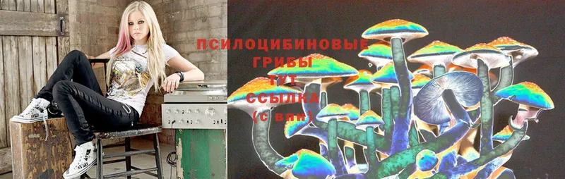 Галлюциногенные грибы Cubensis Каменка